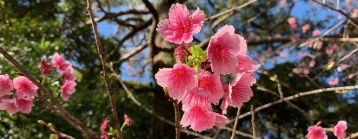 久米島桜ウォーキング