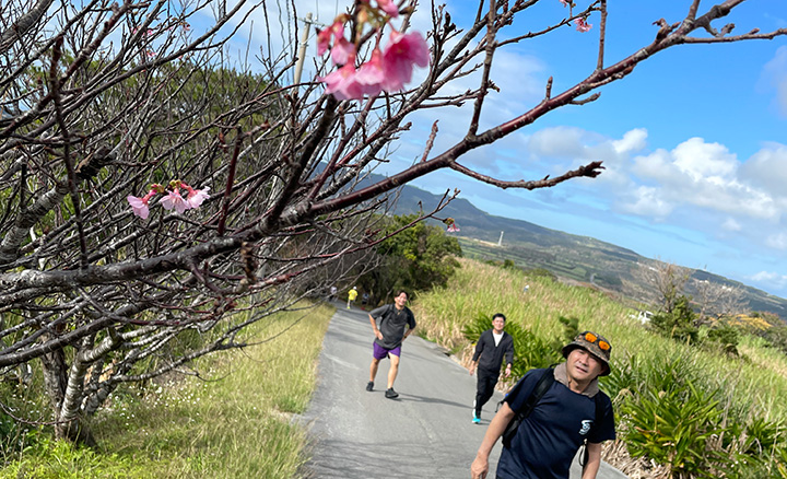 久米島桜ウォーク